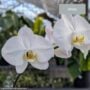 Orchid – 4″/5″ Pot